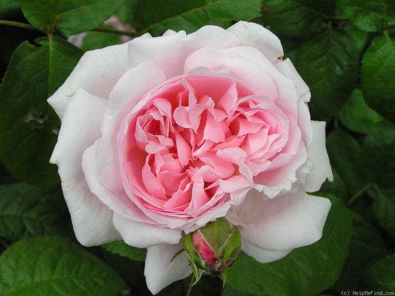'Sharifa Asma ®' rose photo