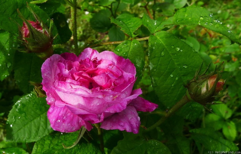 'Fanny Pavetot' rose photo