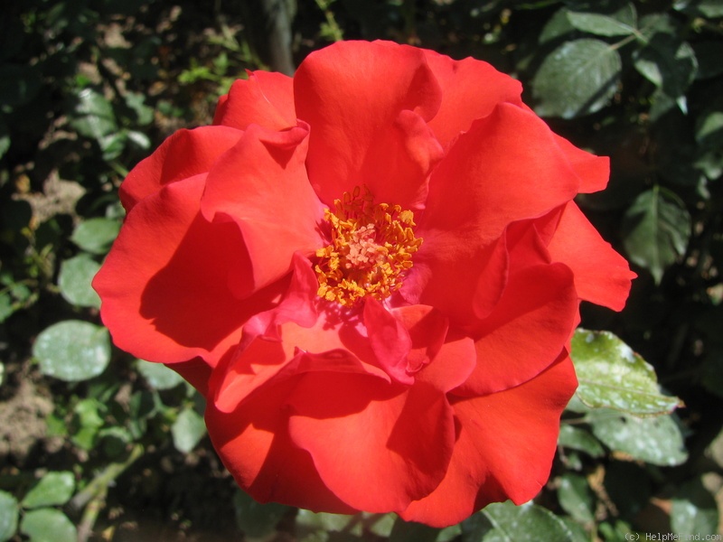 'Festival (hybrid tea, Mansuino, 1970)' rose photo