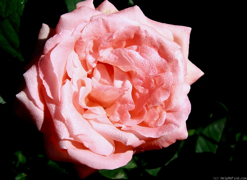 'Susanna Tamaro' rose photo