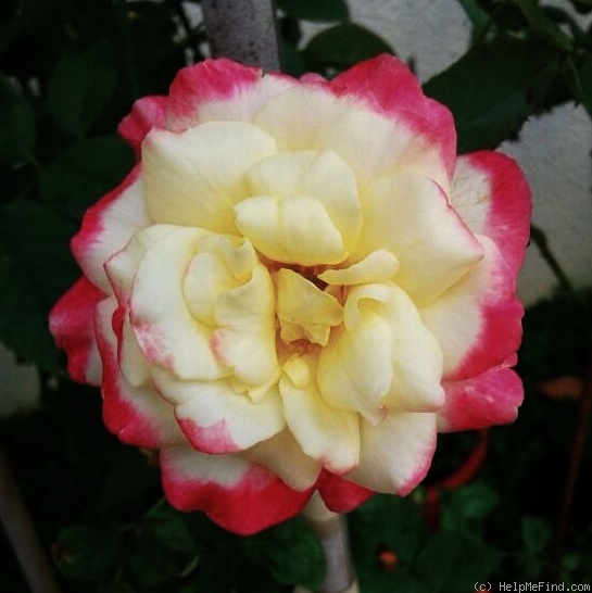'Double Delight ®' rose, click to enlarge 'Double Delight ®' rose photo