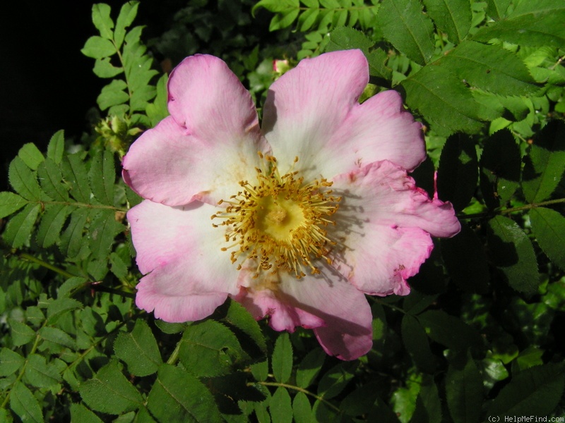 '<i>Rosa roxburghii</i> f. <I>normalis</i> Rehder & E.H.Wilson' rose photo