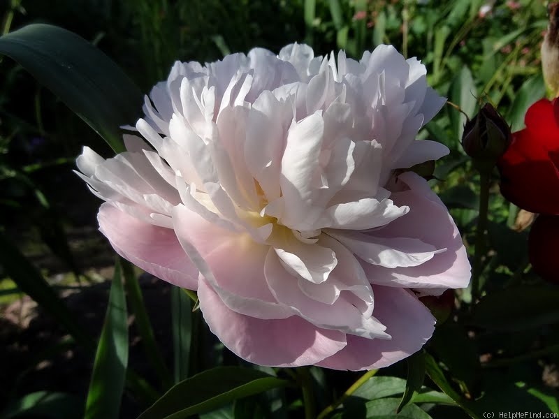 'Mrs. F.D. Roosevelt' peony photo