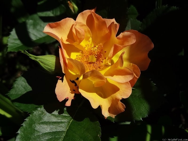 'Morden Sunrise (Shrub, Collicutt, 1991)' rose photo