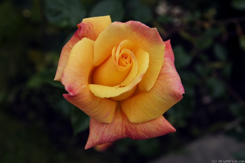 'Sutter's Gold (Hybrid Tea, Swim, 1946)' rose photo