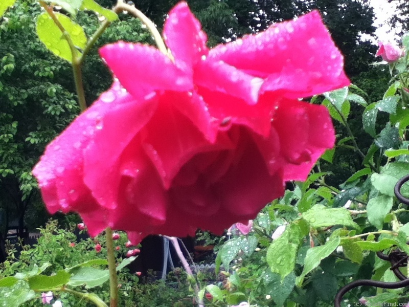 'Captain Kidd' rose photo