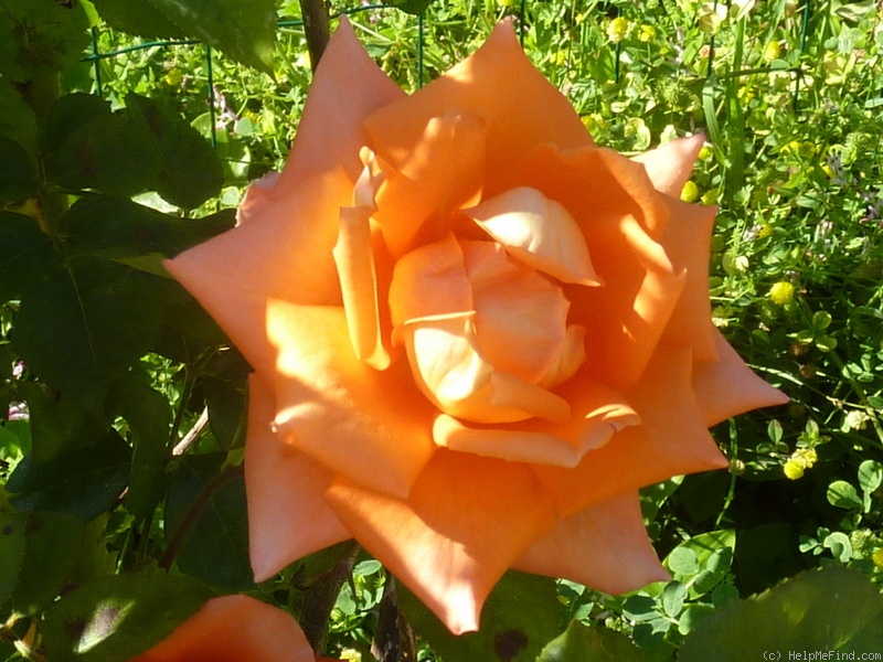 'Monica (hybrid tea, Evers/Tantau, 1985)' rose photo