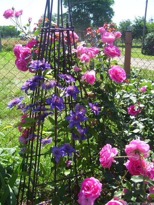 'Parade (climber, Boerner 1953)' rose, click to enlarge 'Parade (climber, Boerner 1953)' rose photo