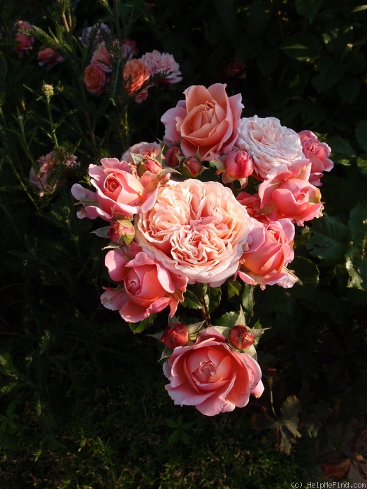 'Mary Ann ® (floribunda, Evers/Tantau, 2004/10)' rose photo