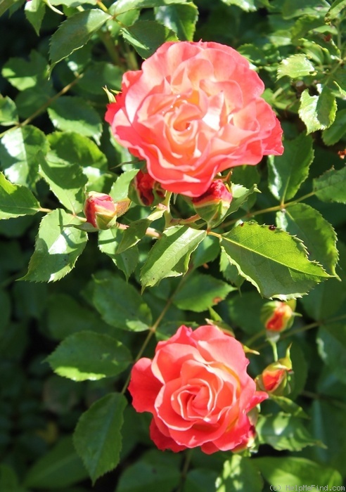 'Coral Cove' rose photo