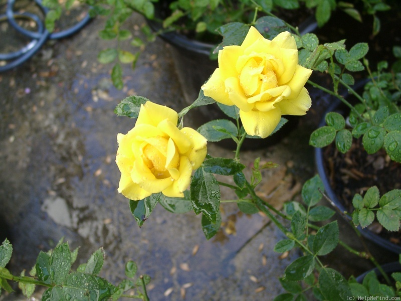 'Summer Splash ™ (mini-flora, Chaffin 2001)' rose photo