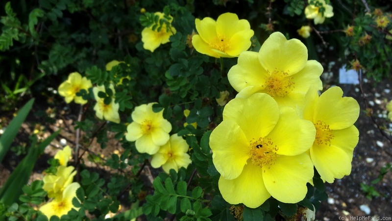 'Golden Chersonese' rose photo