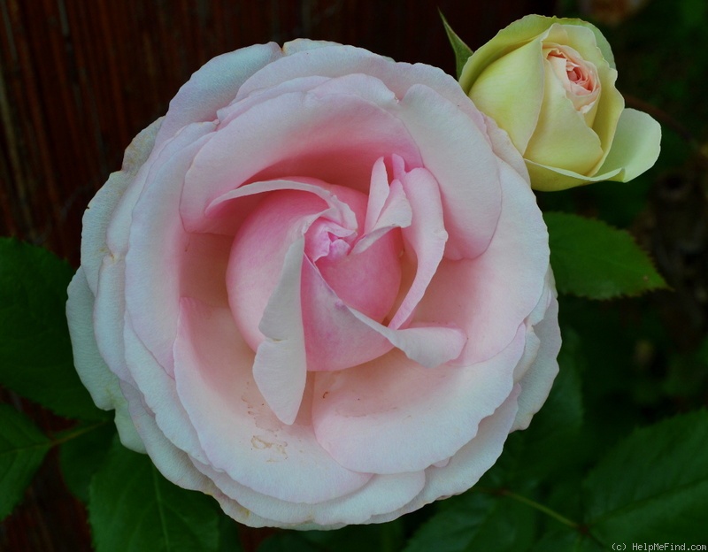 'Eden (Large Flowered Climber, Meilland, 1976/85)' rose photo
