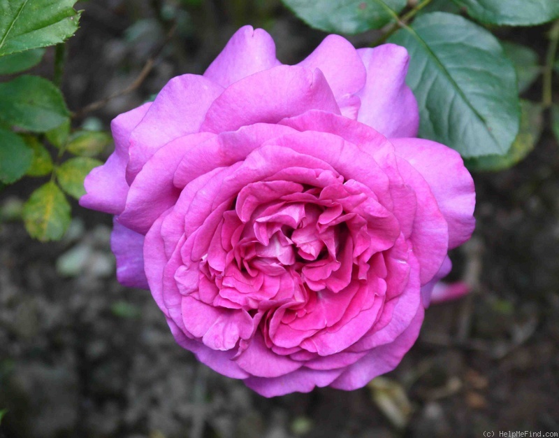 'Chartreuse de Parme' rose, click to enlarge 'Chartreuse de Parme' rose photo
