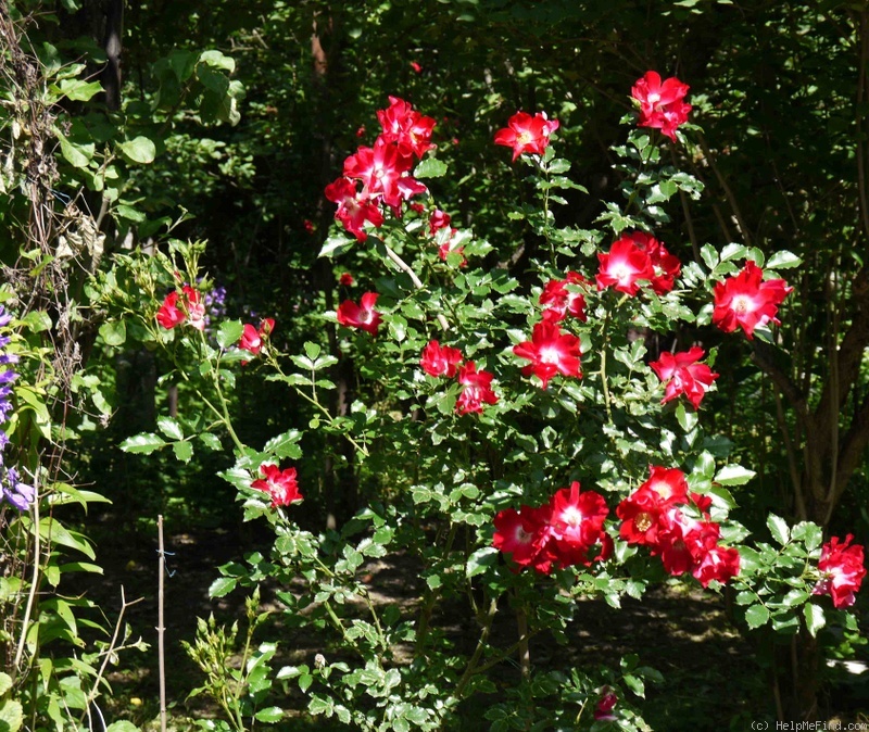 'Dortmund' rose, click to enlarge 'Dortmund' rose photo