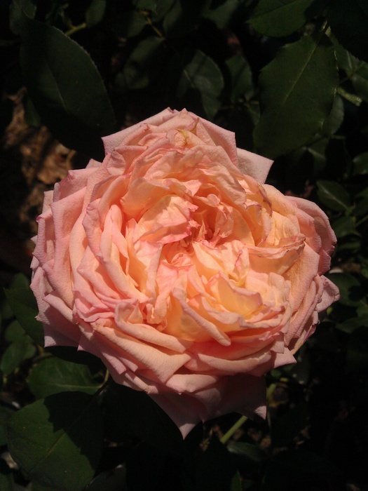 'Tipsy Imperial Concubine' rose photo