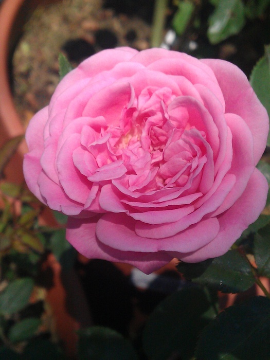 'Hermosa (bourbon, Marchesseau, 1832)' rose photo