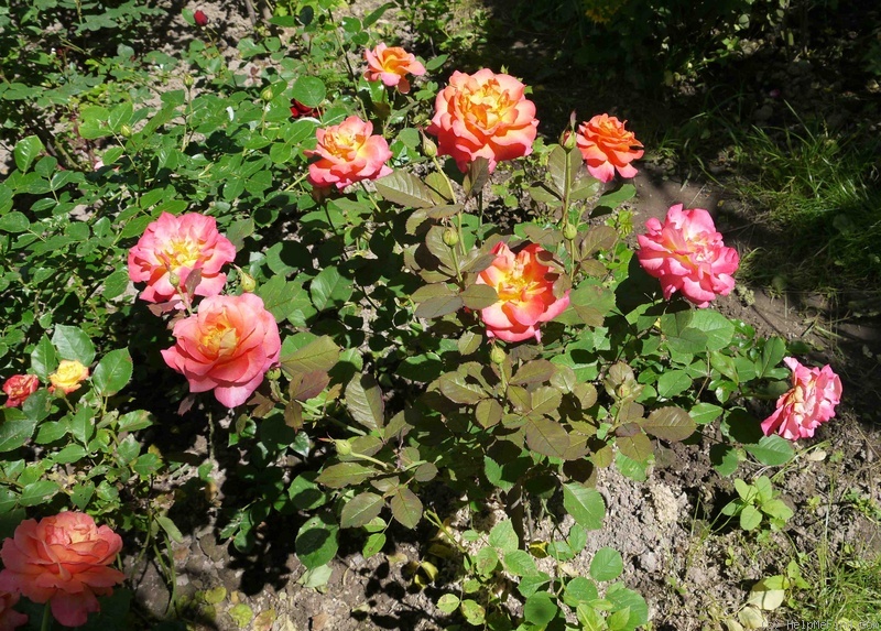 'Mardi Gras ™ (floribunda, Zary 2007)' rose photo