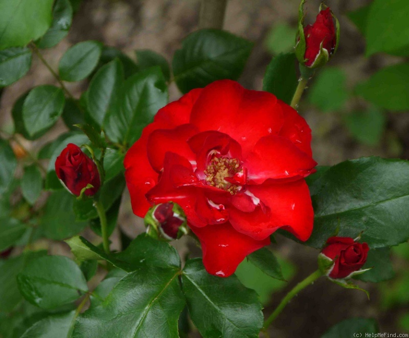 'Crimson Meidiland (shrub, Meilland, 1996)' rose photo