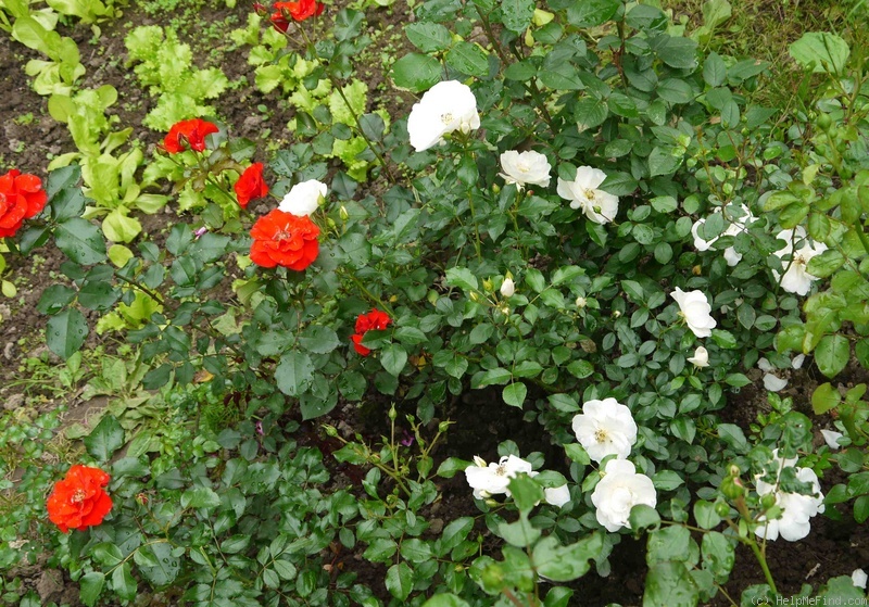 'White Flower Carpet' rose photo