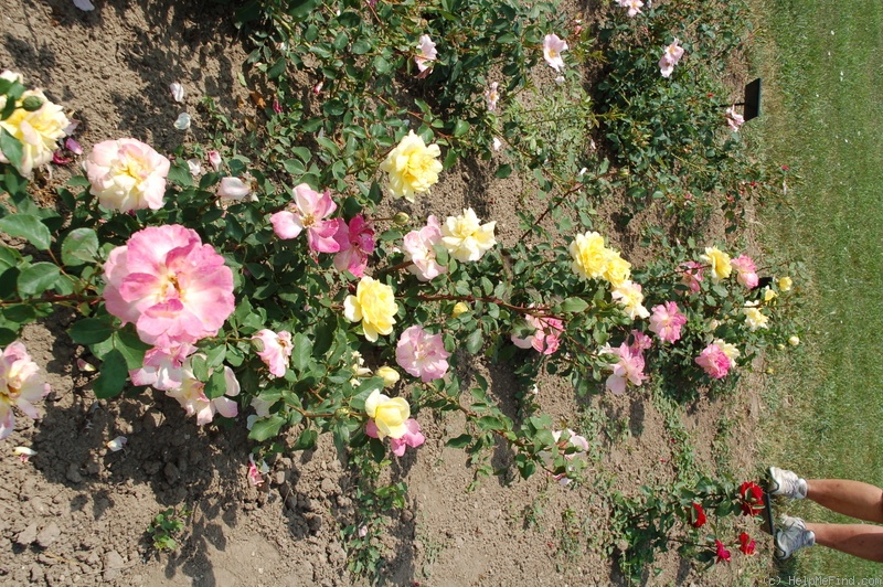 'Rózsadomb szépe' rose photo