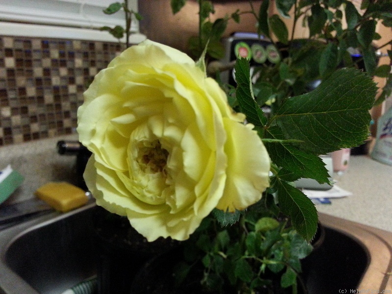 'Yellow Cushion' rose photo