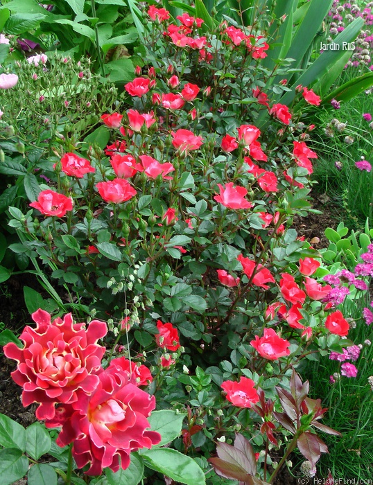 'Orange Pin's' rose photo