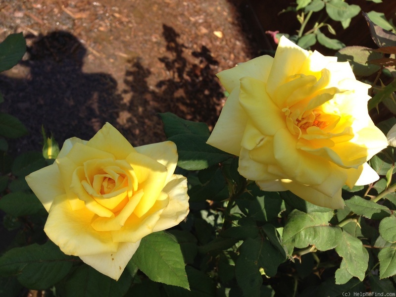 'Sunbright ®' rose photo