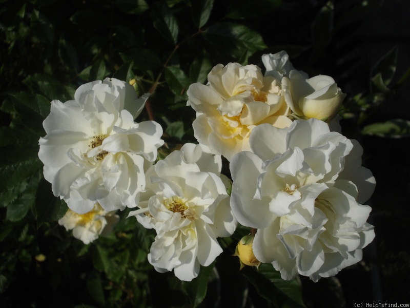 'Aglaïa (hybrid multiflora, Schmitt, 1896)' rose photo