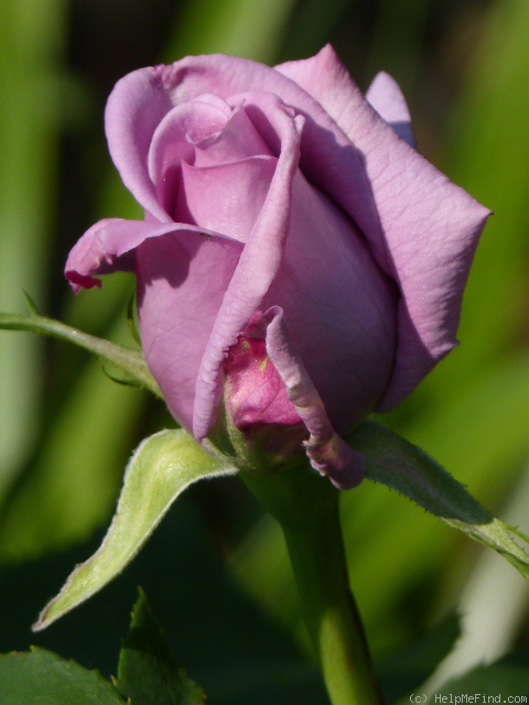 'Mamy Blue ®' rose photo