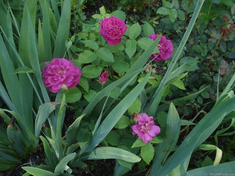 'Star of Waltham' rose photo