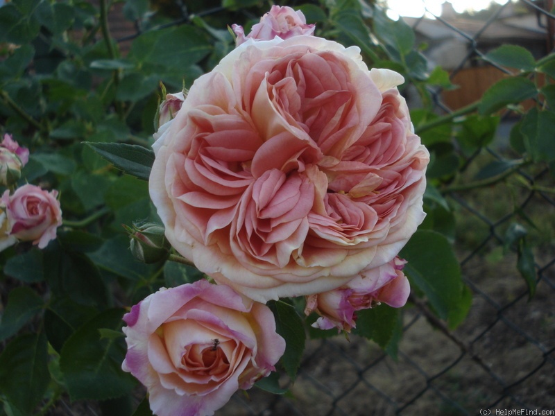 'Alchymist' rose photo