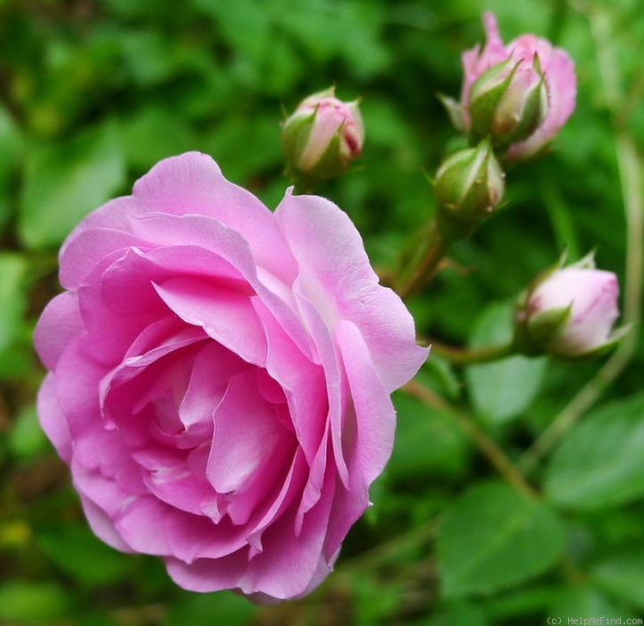 'Louise Walter (Polyantha, Walter 1909)' rose photo