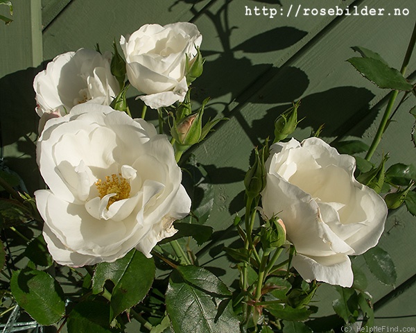 'Casa Blanca (large flowered climber, Sima 1968)' rose photo