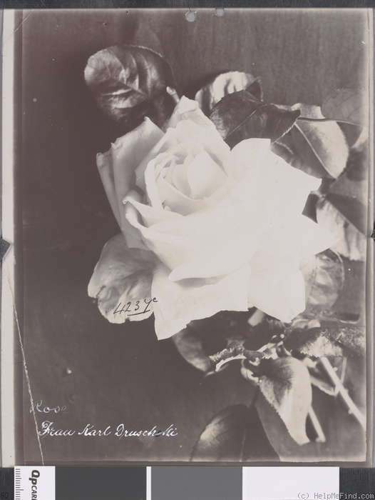 'Frau Karl Druschki (Hybrid Perpetual, Lambert, 1895/1901)' rose photo