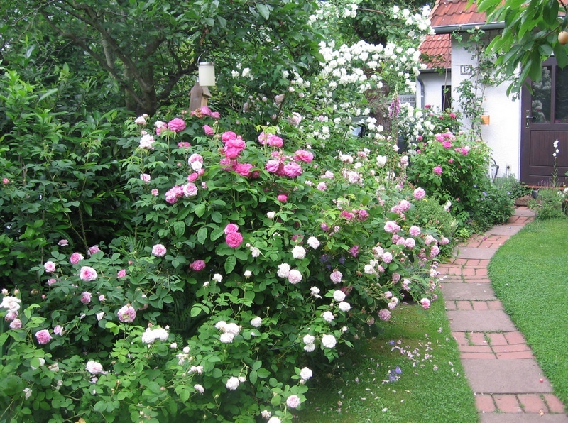 'Pascale Hiemann' , click to enlarge 'Pascale Hiemann'  photo