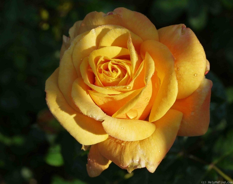 'Amber Flush' rose photo