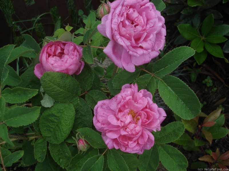 'Rose du Roi (portland, Lelieur, 1812)' rose photo