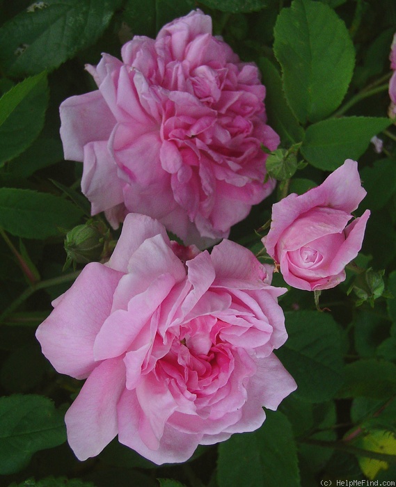 'Ispahan (damask, Unknown, before 1827)' rose photo