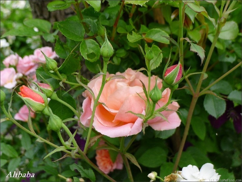 'Alibaba ®' rose photo