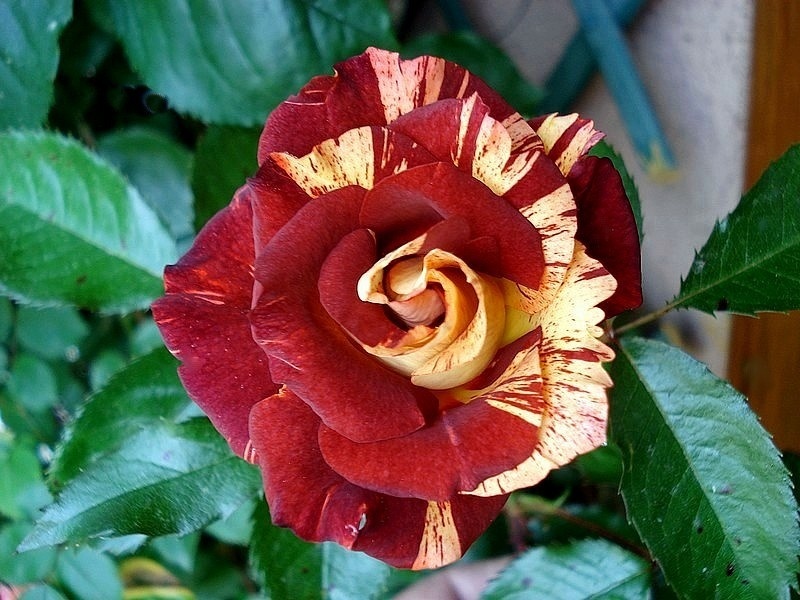 'Summer Lodge' rose photo