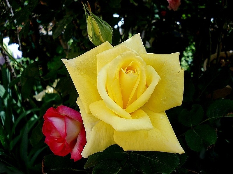 'Bernard Hinault ®' rose photo