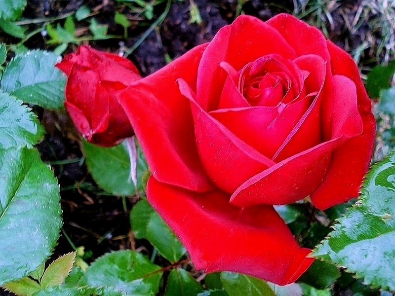 'Corrida® (hybrid tea, Sauvageot, 1995)' rose photo