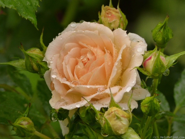 'Apricot Rosene ™' rose photo