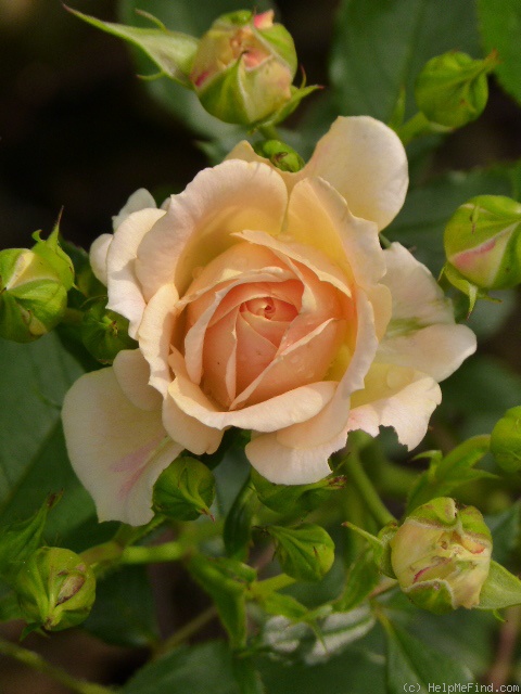 'Apricot Rosene ™' rose photo