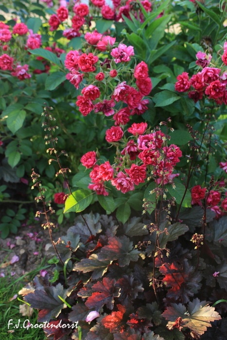 'F. J. Grootendorst (Rugosa, De Goey, 1918)' rose photo