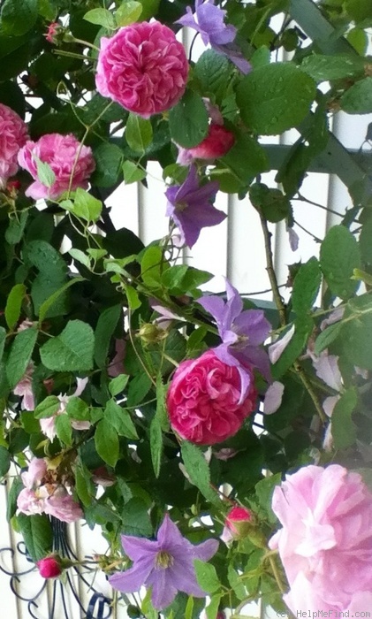 'Blush Hip' rose, click to enlarge 'Blush Hip' rose photo