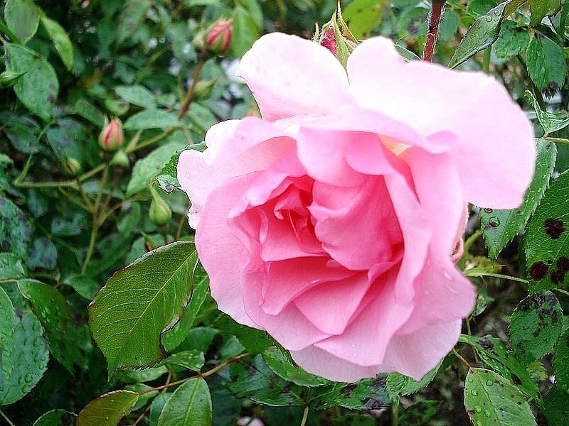 'Rose de Beaune ®' rose photo