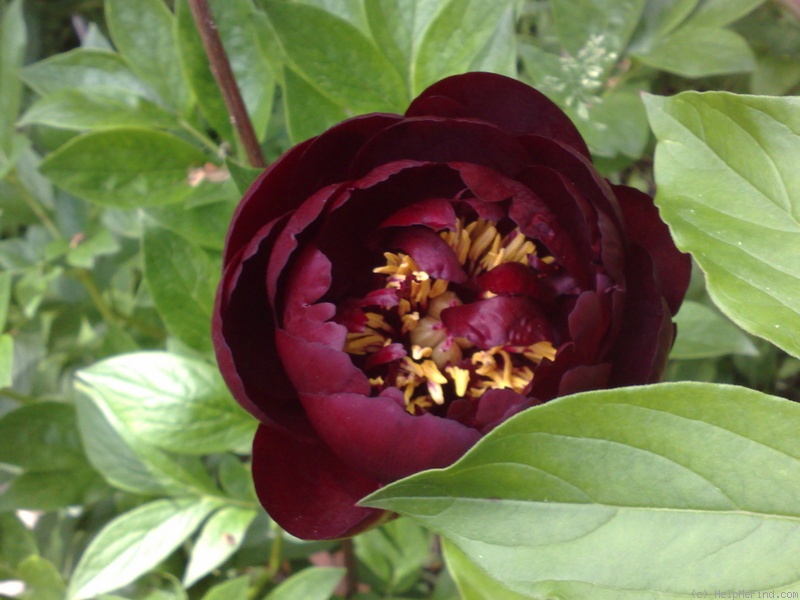 'Belle Center' peony photo