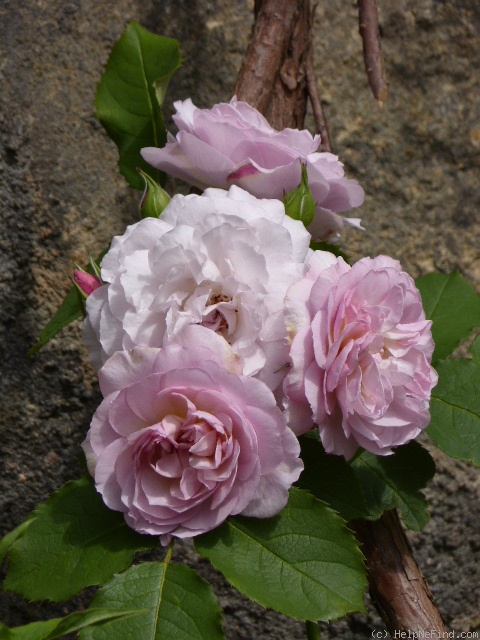 'Florence Delattre ®' rose photo